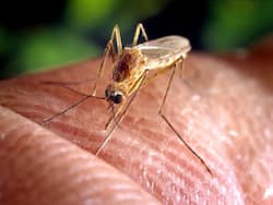 Japanese Encephalitis Is On The Rise In Assam And Nagaland