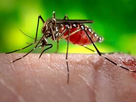 Haemophagocytic Lymphohistiocytosis: Rare, Fatal Dengue Complication Emerge In Pune Kids & Adults