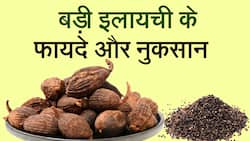 बड़ी इलायची के है अनेक फायदे, लेकिन इसका ज्यादा सेवन करने से हो सकता है नुक्सान, Watch Video