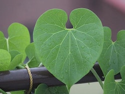 गिलोय के सेवन से ठीक हो जाता है हर तरह का बवासीर, जानिए पाइल्स में गिलोय सेवन करने का तरीका