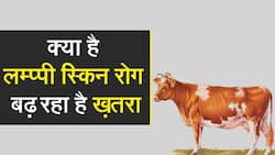 Lumpy Skin Disease: भारत में मवेशियों की मौत का कारण बना लंपी त्वचा रोग, Watch Video