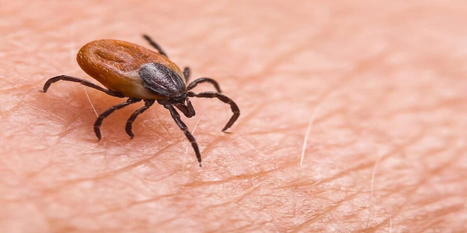 World Zoonotic Disease: | TheHealthSite.com