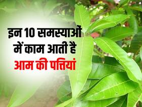शरीर की इन 10 समस्याओं में करें आम की पत्तियों का सेवन,  जानें तरीका और फायदे