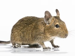 Mysterious 'Rat Fever' Kills 3, Infects 20 People In Tanzania