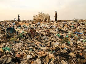 Toxic Contaminants In Soil Increase Oxidative Stress Of Blood Vessels, Ups Risk Of Heart Diseases