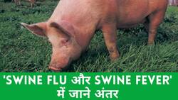 Swine Flu Vs Swine Fever: स्वाइन फ्लू और स्वाइन फीवर में क्या है अंतर, जानें इससे बचाव के तरीके, Watch Video