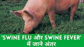 Swine Flu Vs Swine Fever: स्वाइन फ्लू और स्वाइन फीवर में क्या है अंतर, जानें इससे बचाव के तरीके, Watch Video