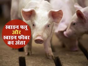 एक जैसे नहीं है स्वाइन फ्लू (Swine Flu) और स्वाइन फीवर (African Swine Fever), जानें अंतर और ना हो कंफ्यूज