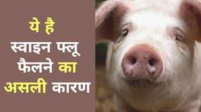 can eating pork cause swine flu : सूअर का मांस (Pork) खाने से होता है स्वाइन फ्लू? वीडियो में एक्सपर्ट से जानें सही जवाब