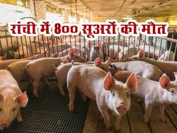 अफ्रीकन स्वाइन फीवर से रांची में 800 सुअरों की मौत, जानें मनुष्यों को संक्रमण का खतरा है कितना