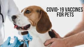 Do We Need a COVID-19 Vaccine For Pets? Here's What Expert Has To Say