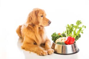 how do i choose a good dog food