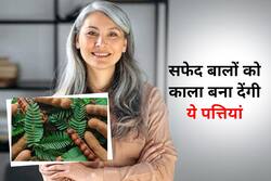 सफेद हो रहे बालों को नेचुरली काला बनाने के लिए आजमाएं ये हरी पत्तियां, बाल बनेंगे ब्लैक एंड शाइनी