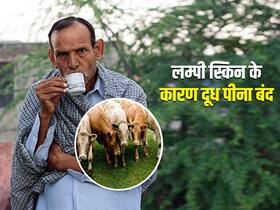 राजस्थान में बढ़ा लम्पी स्किन का डर,लोग पी रहे हैं बिना दूध की चाय, जानें काली चाय पीने के फायदे-नुकसान