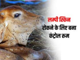Lumpy Skin Disease को रोकने के लिए राजस्थान में प्रशासन ने कसी कमर, उदयपुर में बनाया गया स्पेशल कंट्रोल रूम