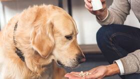 5 Easy Hacks To Get Your Pet Dog To Swallow Medicines