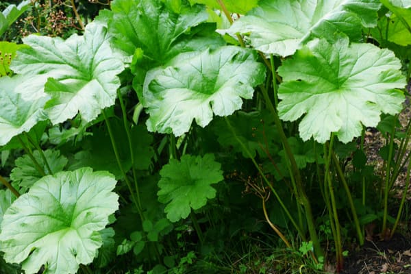 Himalayan Rhubarb: Precautions, Side Effects And Benefits Of