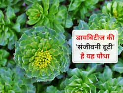 डायबिटीज के लक्षणों को कम करने वाला पौधा है ‘सोलो’, प्रधानमंत्री नरेंद्र मोदी भी गिना चुके हैं इसकी खूबियां