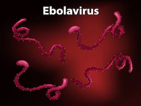 WHO Releases First Guideline For Ebola Treatments, Strongly Recommends Use Of Two Monoclonal Antibodies
