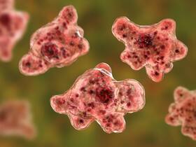 Brain eating amoeba: युवक के सिर में घुसकर दिमाग खा गया यह कीड़ा, जानें इसके फैलने के कारण और लक्षण Brain eating amoeba: युवक के सिर में घुसकर दिमाग खा गया यह कीड़ा, जानें इसके फैलने के कारण और लक्षण
