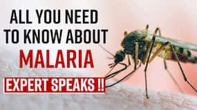 World Mosquito Day 2022: Malaria & Other Mosquito Borne Diseases Can Be Dangerous, Know The Symptoms & Treatment From The Expert, Watch Video