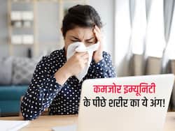 इम्यून सिस्टम को हेल्दी रखने के लिए इस अंग का हेल्दी होना जरूरी! 40 की उम्र के बाद 33 फीसदी तेजी से खराब होता है ये अंग