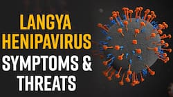 Langya Virus: Langya Virus Hits China Know About Its Symptoms And Cause, Watch Video