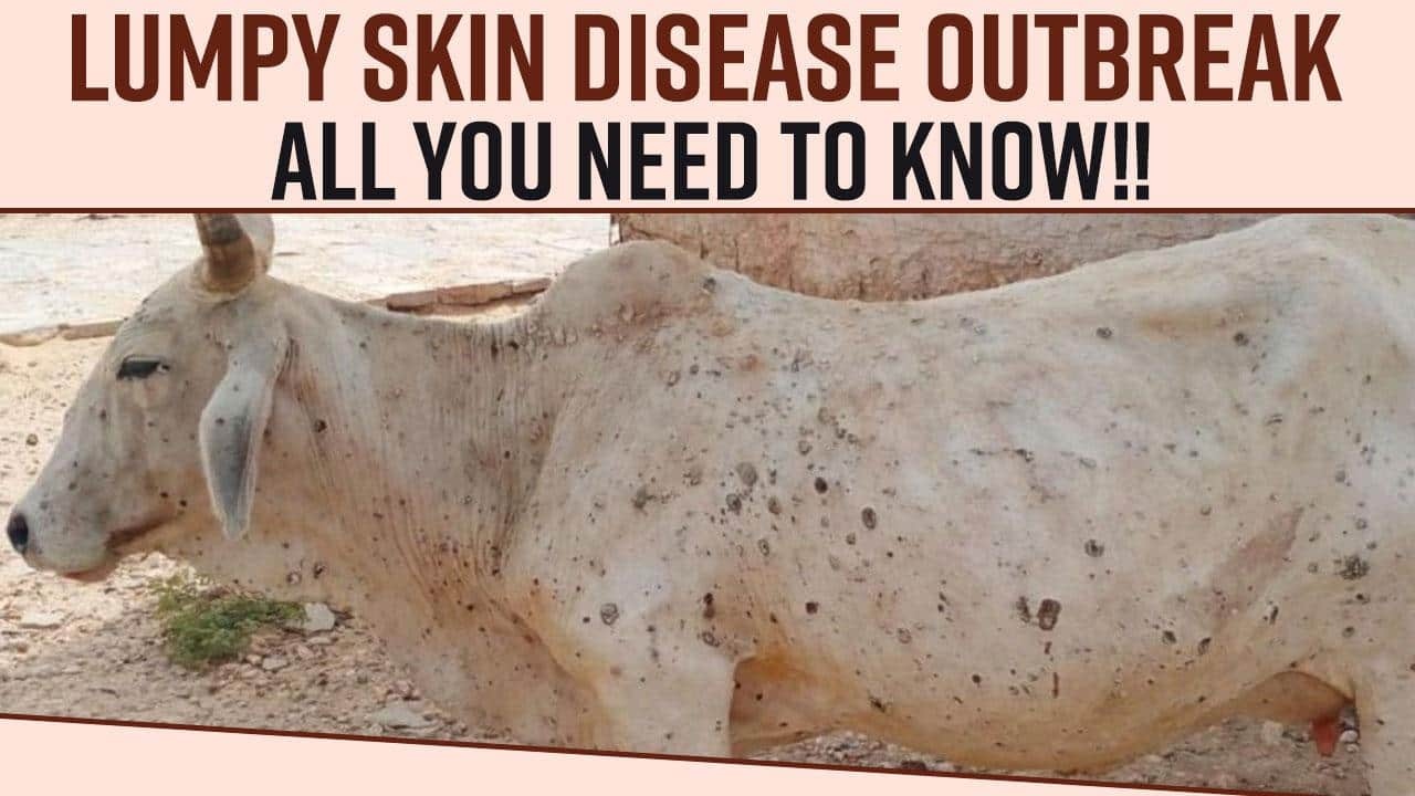 Lumpy Skin Disease Spread Of Lumpy Skin Disease Affected More Than 280000 Cattle Know The 8675