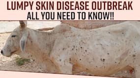 Lumpy Skin Disease: Spread Of Lumpy Skin Disease Affected More Than 280,000 Cattle, Know The Symptoms & Treatment, Watch Video