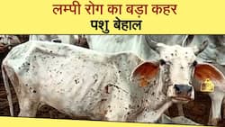 Lumpy Skin Disease: राजस्थान में लम्पी की चपेट में आए 4 लाख से ज्यादा पशु, बनाया गया स्पेशल कंट्रोल रूम, Watch Video