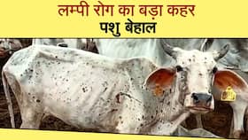Lumpy Skin Disease: राजस्थान में लम्पी की चपेट में आए 4 लाख से ज्यादा पशु, बनाया गया स्पेशल कंट्रोल रूम, Watch Video