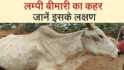 Lumpy Skin Disease: जानें क्या है लंपी त्वचा रोग, क्या इंसानों को भी है इस बीमारी से खतरा, Watch Video