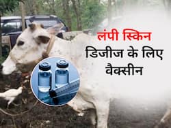 Lumpy skin disease: भारत के इन तीन राज्यों को मिली Goat pox vaccine की 28 लाख डोज, राजस्थान में स्थिति गंभीर