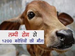 Lumpy disease in Gujarat : गुजरात में Lumpy रोग से 1200 से ज्यादा मवेशियों की मौत! राज्य सरकार ने लगाए ये प्रतिबंध