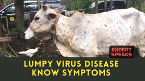 Lumpy Skin Disease: What Is Lumpy Skin Disease And Why It Is A Matter Of Concern? Expert Speaks, Watch Video