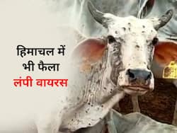 हिमाचल में भी फैला लंपी वायरस (Lumpy Virus), सामने आए 100 से ज्यादा मामले