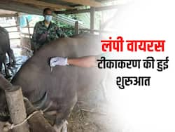 राजस्थान में लंपी वायरस टीकाकरण की हुई शुरुआत, पर बचाव के लिए है इतने लाख टीकों की जरुरत