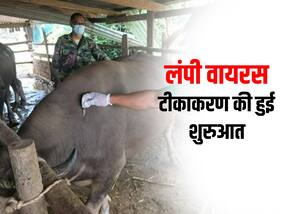 राजस्थान में लंपी वायरस टीकाकरण की हुई शुरुआत, पर बचाव के लिए है इतने लाख टीकों की जरुरत