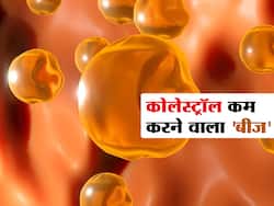 इस फूल के बीज का रोजाना सेवन 'बैड कोलेस्ट्रॉल' को कर सकता है कम! जानें हाई कोलेस्ट्रॉल को घटाने वाले हेल्दी 'बीज'