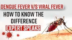 Dengue Alert: How To Differentiate Between Viral Fever & Dengue Fever, Know It From The Expert, Watch Video