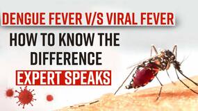 Dengue Alert: How To Differentiate Between Viral Fever & Dengue Fever, Know It From The Expert, Watch Video