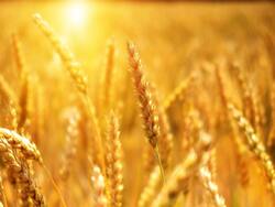 6 Low Carb Grains That Will Add Nutrition And Variety To Your Diet