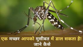 World Mosquito Day: क्यों मनाया जाता है विश्व मच्छर दिवस, क्या है इस दिन का महत्व, Watch Video