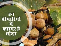इन 5 बीमारियों में कारगर है बहेड़ा का सेवन, जानें तरीका और आयुर्वेदिक फायदे