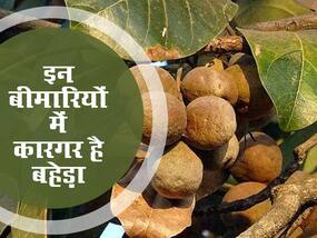इन 5 बीमारियों में कारगर है बहेड़ा का सेवन, जानें तरीका और आयुर्वेदिक फायदे