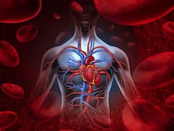 ब्लड सर्कुलेशन का ठीक रहना क्यों जरूरी है, जानिए खराब Blood Circulation के कारण, लक्षण और ठीक करने के उपाय