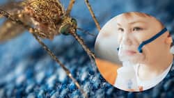 Sudden Drop In Oxygen Levels Among Children Infected With Dengue In West Bengal Worries Doctors