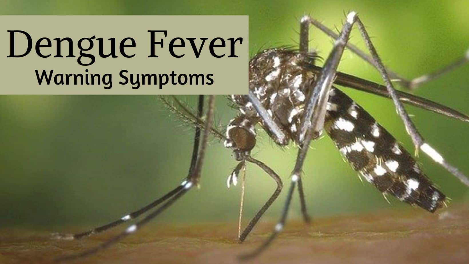 Can You Catch Dengue Twice? 10 Warning Signs And Symptoms To Watch Out ...