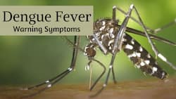 Can You Catch Dengue Twice? 10 Warning Signs And Symptoms To Watch Out For