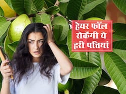 हेयर फॉल से परेशान लोग ना लगाएं महंगे शैम्पू-तेल, इस पेड़ की हरी पत्तियां ही काफी हैं, जानें इस्तेमाल का तरीका
